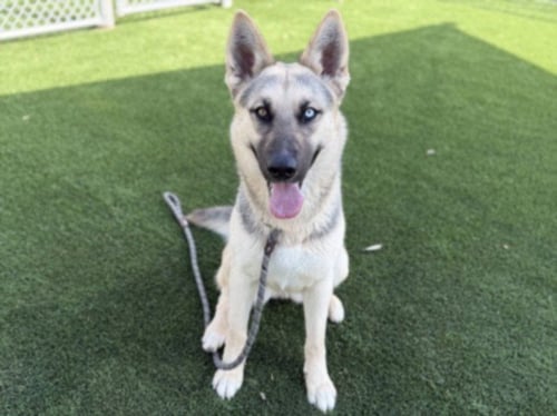 CUPCAKES - German Shepherd Dog available for adoption