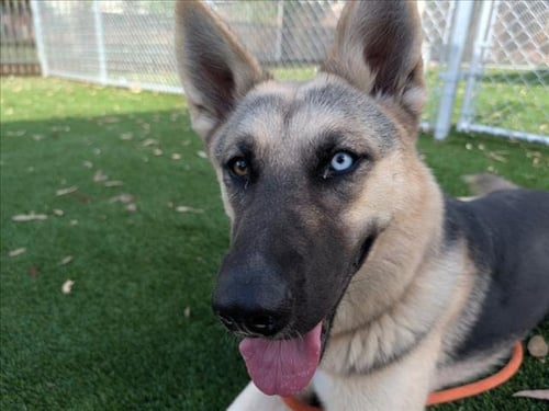 CUPCAKES - German Shepherd Dog for adoption in Los Angeles