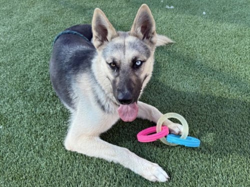 CUPCAKES - German Shepherd Dog available for adoption