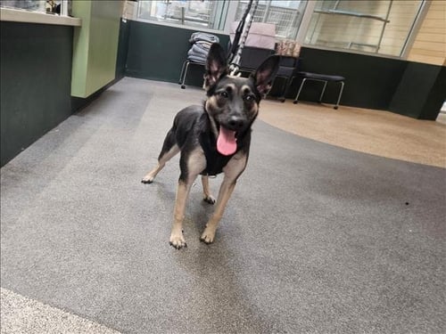GLENDA - German Shepherd Dog available for adoption