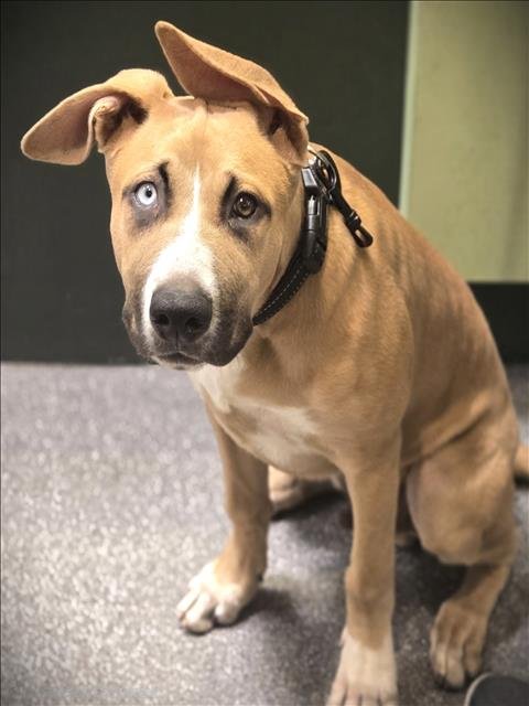 ENZO - German Shepherd Dog / Staffordshire Bull Terrier available for adoption