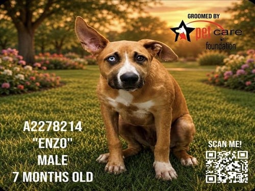 ENZO - German Shepherd Dog / Staffordshire Bull Terrier for adoption in Glendale
