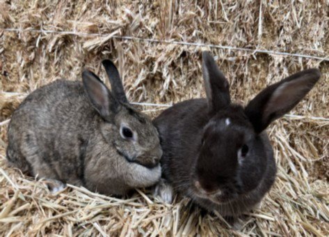 TWIX - American available for adoption