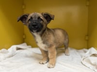 CHEECH - Photo 1