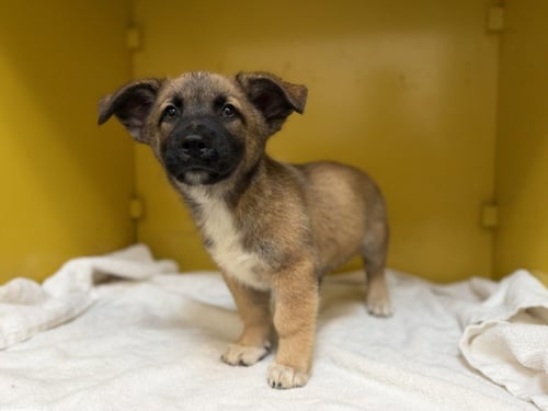 CHEECH - German Shepherd Dog available for adoption