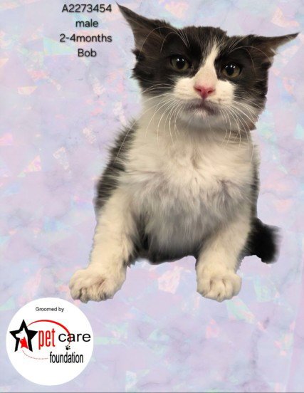 BOB - Domestic Long Hair available for adoption