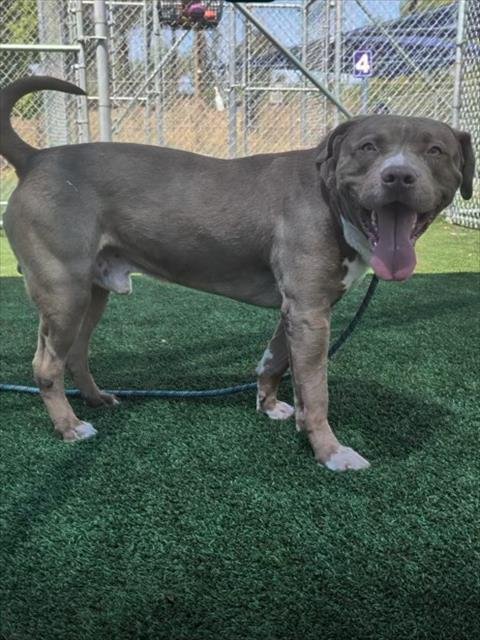 CALVIN - Pit Bull Terrier available for adoption