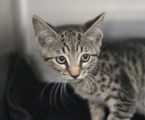 MEOWNA LISA - Domestic Short Hair for adoption in Los Angeles