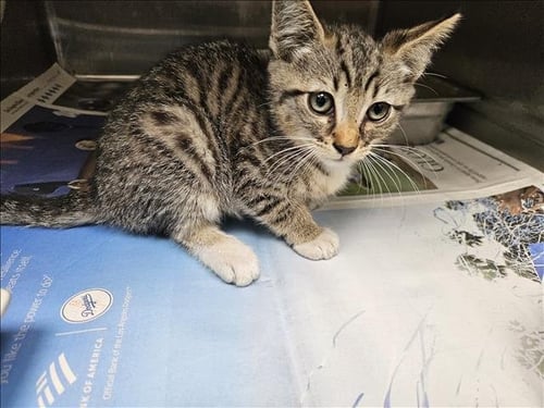 PINATA - Domestic Short Hair available for adoption