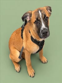KODA - Photo 1
