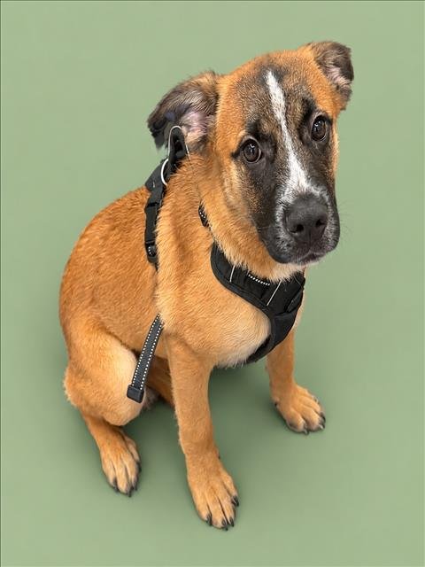KODA - Boxer available for adoption