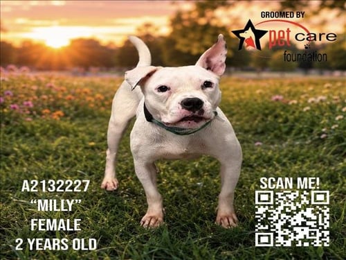 MILLY - American Staffordshire Terrier available for adoption