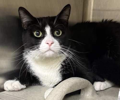 MILO - Domestic Short Hair available for adoption