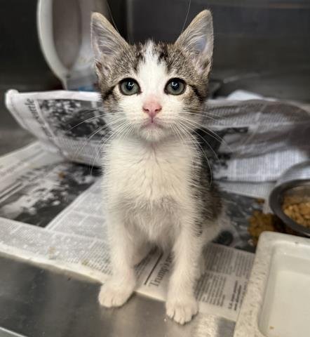 SHORT STACK - Domestic Short Hair available for adoption