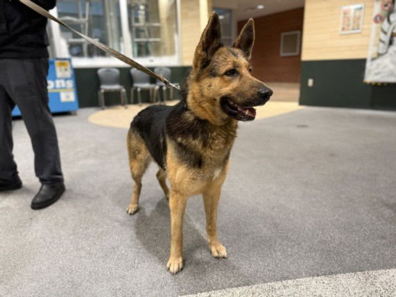 GRETA - German Shepherd Dog available for adoption