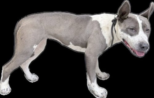 TIPPY - Staffordshire Bull Terrier available for adoption
