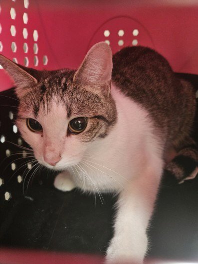 MONTGOMERY - Domestic Short Hair available for adoption