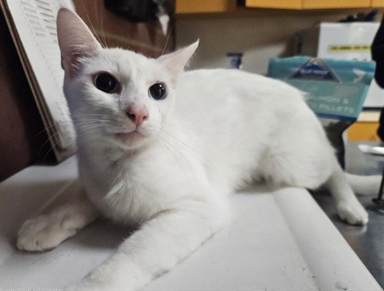 CASPER Image