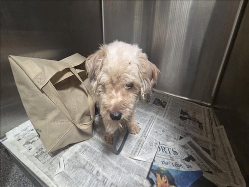 JACK - Poodle (Toy) available for adoption