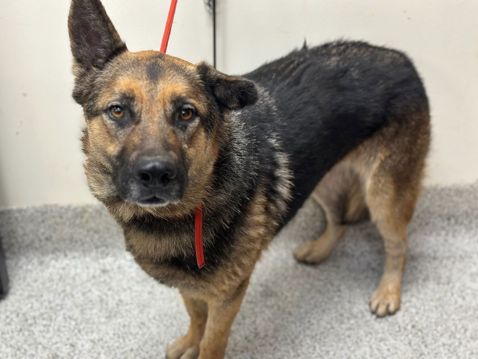 GALA - German Shepherd Dog available for adoption