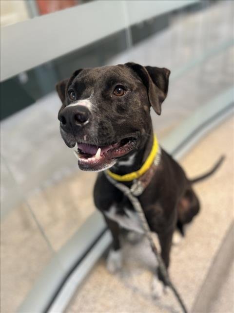 RAMBUTAN - Pit Bull Terrier available for adoption