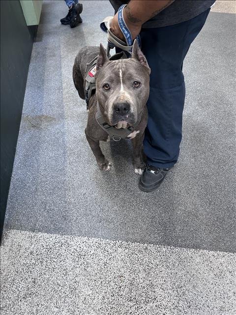 KALI - Pit Bull Terrier available for adoption