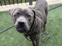 BUSTER - Photo 1