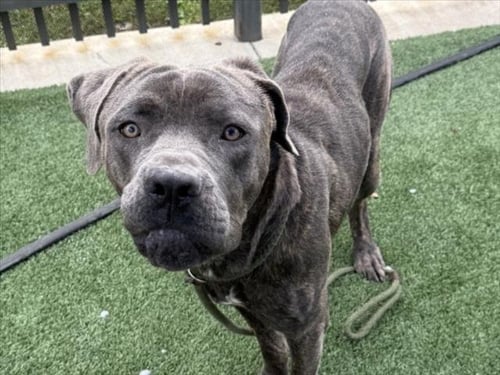 BUSTER - Cane Corso Mastiff available for adoption