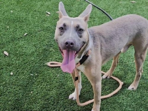 TOBY - Pit Bull Terrier available for adoption