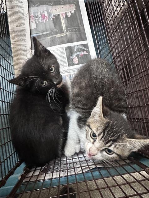 BRISKET - Domestic Short Hair available for adoption