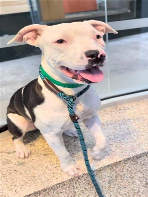 NANCY - Pit Bull Terrier available for adoption