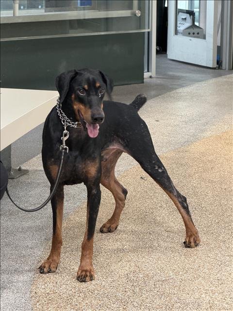 DIESEL - Doberman Pinscher available for adoption