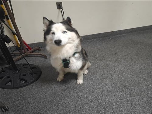 PO - Siberian Husky available for adoption
