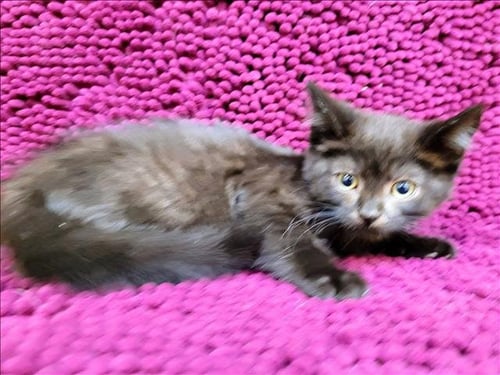 BEEF STEWART - Domestic Short Hair for adoption in Glendale
