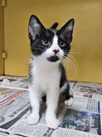 FIGARO - Photo 1