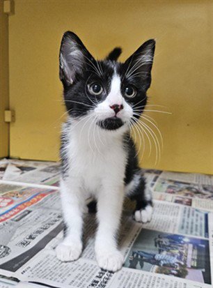FIGARO - Domestic Short Hair available for adoption