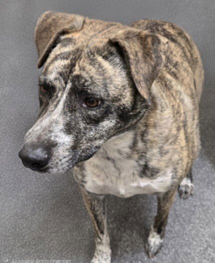 TILLY - Pit Bull Terrier for adoption in Los Angeles