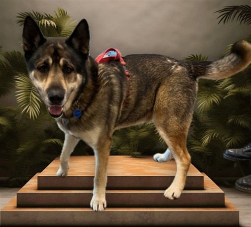 MAX - German Shepherd Dog for adoption in Los Angeles
