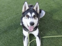 KIARA - Photo 1
