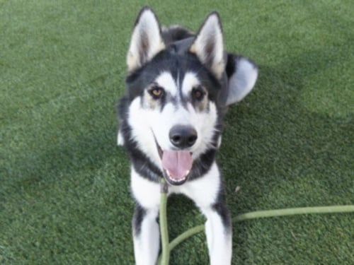 KIARA - Siberian Husky for adoption in Los Angeles