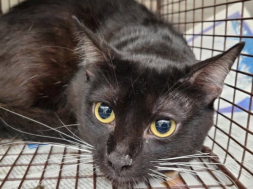 MARTY - Domestic Short Hair for adoption in Glendale