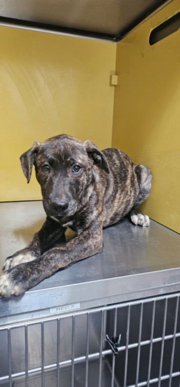 SPLASH - German Shepherd Dog available for adoption