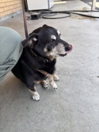 ROCCO - Photo 1