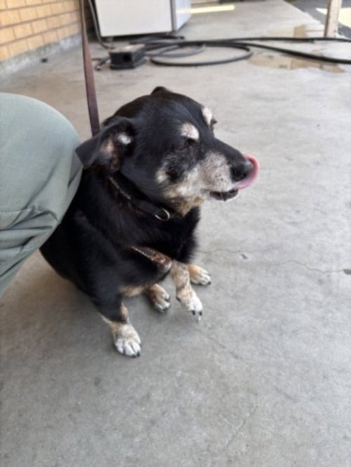 ROCCO - Chihuahua available for adoption