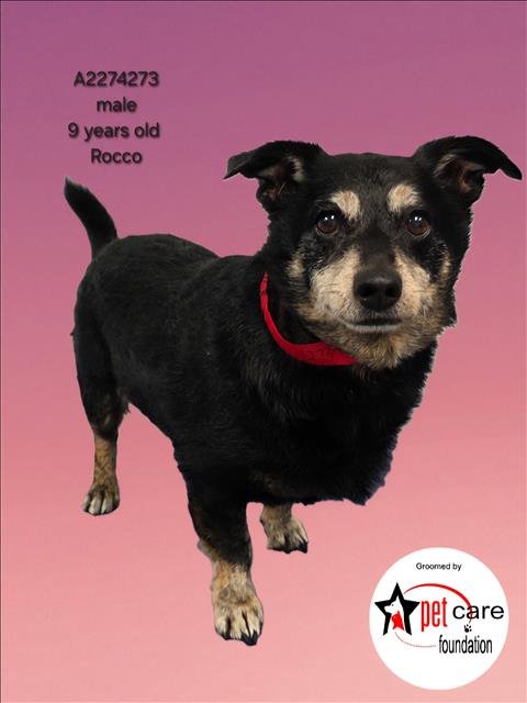 ROCCO - Chihuahua available for adoption