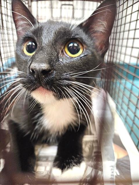 RAMEN - Domestic Short Hair available for adoption