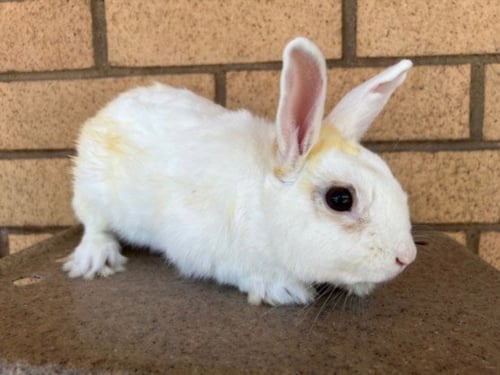 SKITTLES - American available for adoption