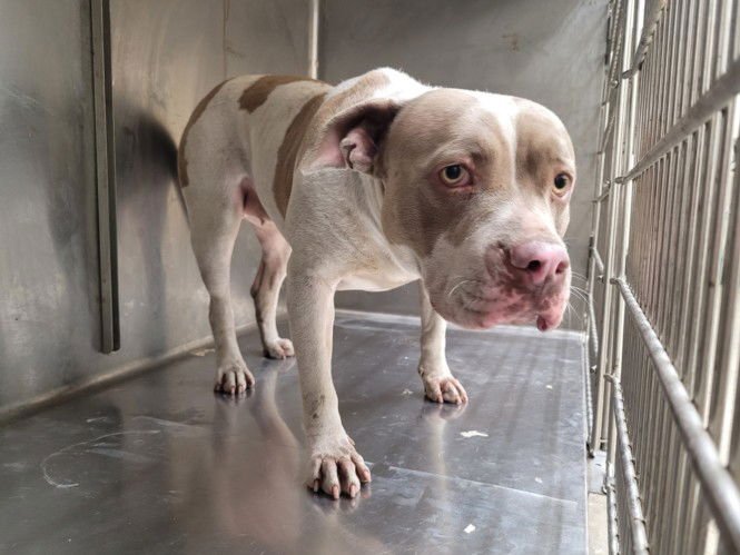 DAHN - Pit Bull Terrier available for adoption