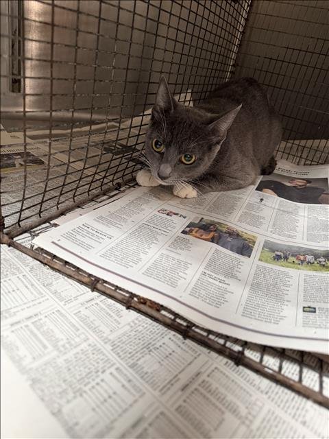 PAZ - Domestic Short Hair available for adoption