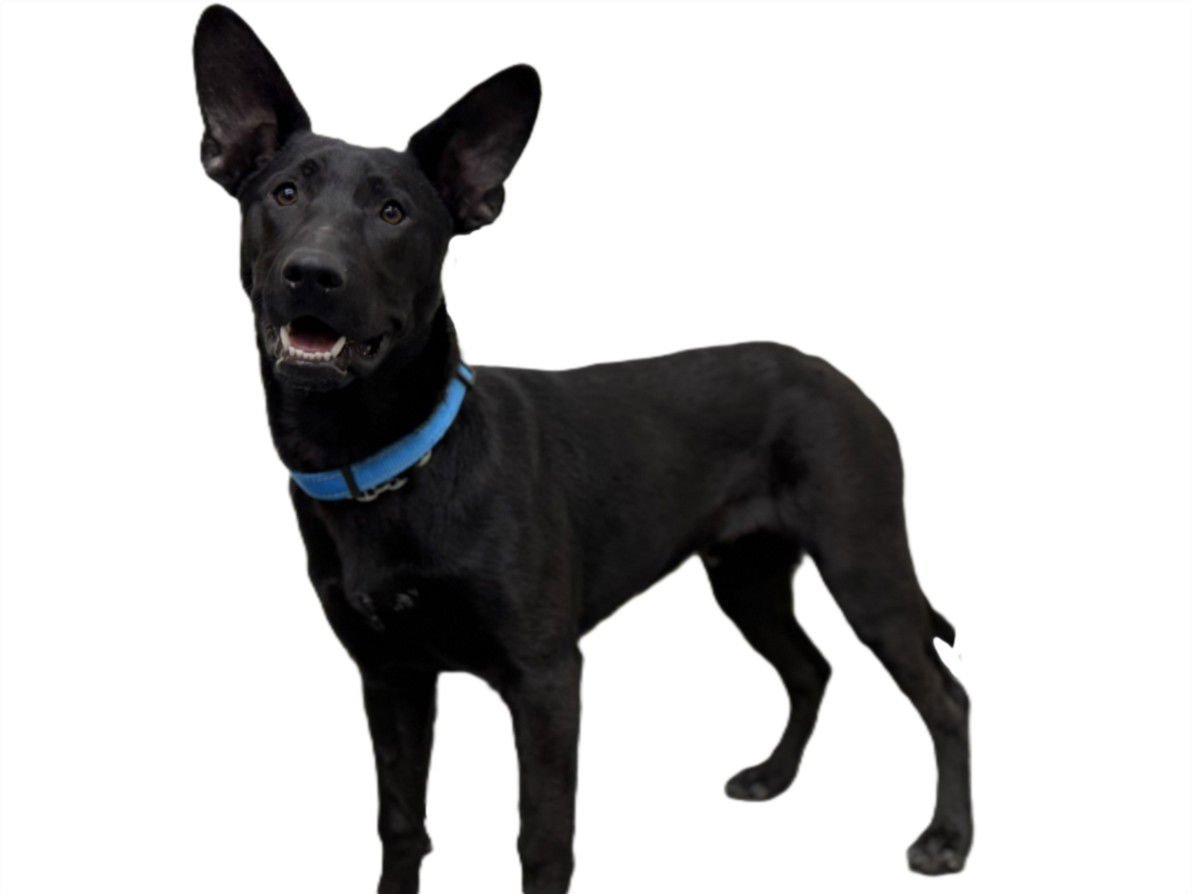 HUNTER - German Shepherd Dog available for adoption